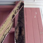 Termite-damage-to-wall-cladding