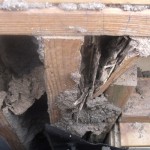 Termite-damage-to-wall-frames