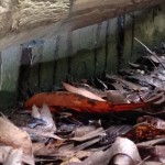 Termite-mud-tubes-on-concrete-slab-edge