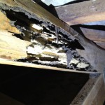 termite-damage-to-top-cord-of-roof-truss